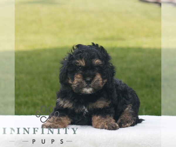 Medium Photo #1 ShihPoo Puppy For Sale in GORDONVILLE, PA, USA