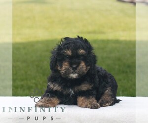 ShihPoo Puppy for sale in GORDONVILLE, PA, USA