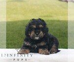 Small ShihPoo