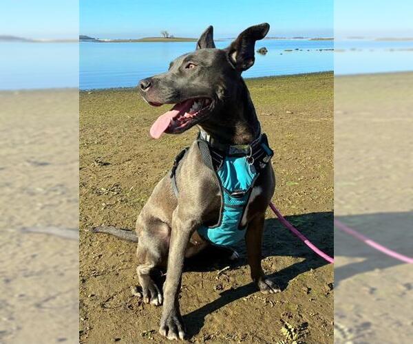 Medium Photo #3 Mutt Puppy For Sale in Sacramento, CA, USA