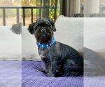Small #2 Shih Tzu Mix