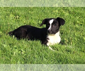Miniature Australian Shepherd-Mutt Mix Puppy for sale in FREDERICKSBURG, OH, USA