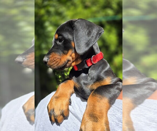 Medium Photo #40 Doberman Pinscher Puppy For Sale in WHEELING, IL, USA