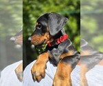 Puppy Red collar Doberman Pinscher
