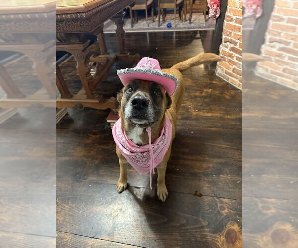 Medium Photo #15 Mutt Puppy For Sale in Boston, MA, USA