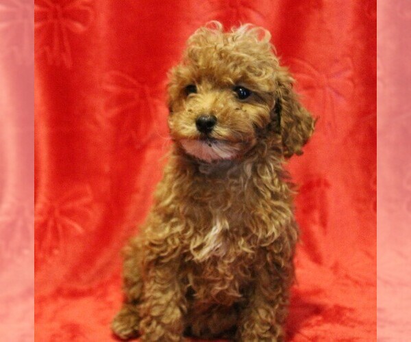Medium Photo #1 Poodle (Toy) Puppy For Sale in COATESVILLE, PA, USA