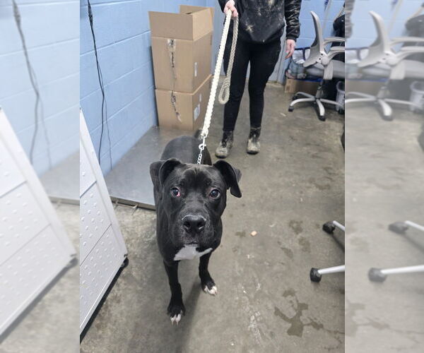 Medium Photo #3 Mutt Puppy For Sale in Evansville, IN, USA