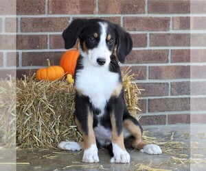 Bernese Mountain Dog Puppy for sale in FREDERICKSBG, OH, USA