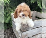 Small #1 Cavapoo (Miniature)