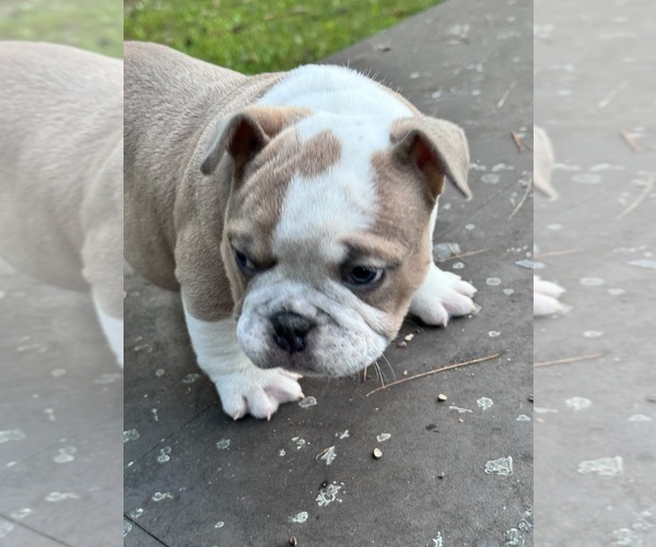 Medium Photo #4 American Bully Puppy For Sale in DERRY, NH, USA