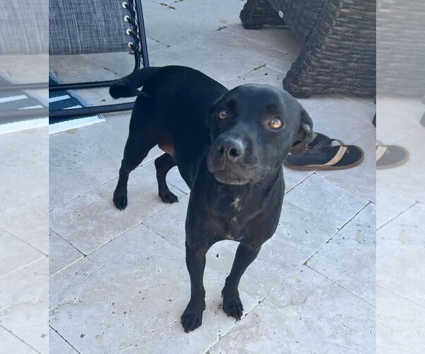 Medium Photo #5 Mutt Puppy For Sale in Royse City, TX, USA