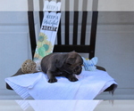 Small Photo #7 French Bulldog Puppy For Sale in SEARS, MI, USA
