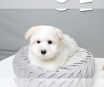 Small Photo #2 Maltese Puppy For Sale in MARIETTA, GA, USA