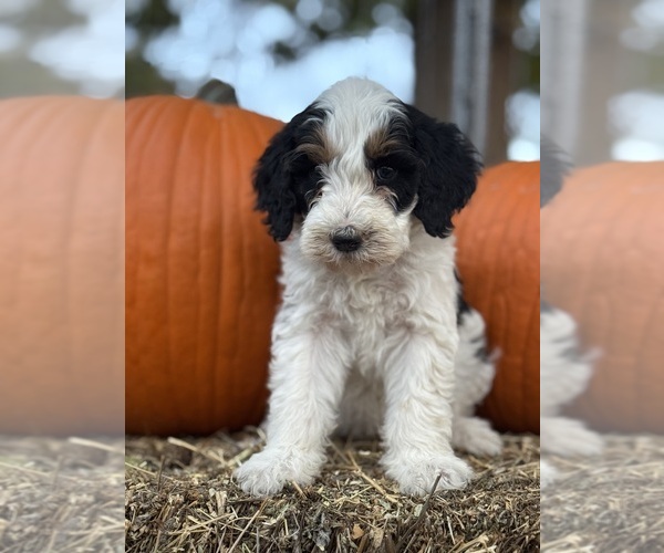 Medium Photo #7 Bernedoodle (Miniature) Puppy For Sale in LONGMONT, CO, USA