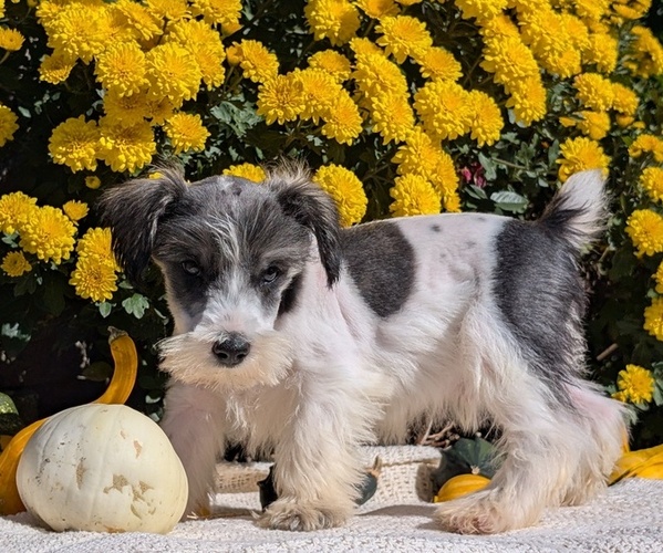 Medium Photo #43 Schnauzer (Miniature) Puppy For Sale in GOSHEN, IN, USA