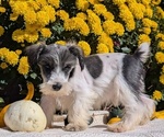 Small #5 Schnauzer (Miniature)