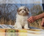 Small #2 ShihPoo