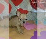 Small Photo #8 French Bulldog Puppy For Sale in BALDWIN PARK, CA, USA