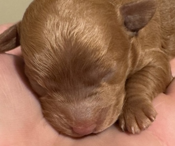 Medium Photo #3 Cocker Spaniel-Poodle (Miniature) Mix Puppy For Sale in PAINTSVILLE, KY, USA