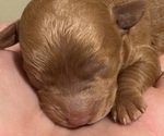 Puppy Puppy 2 Cocker Spaniel-Poodle (Miniature) Mix