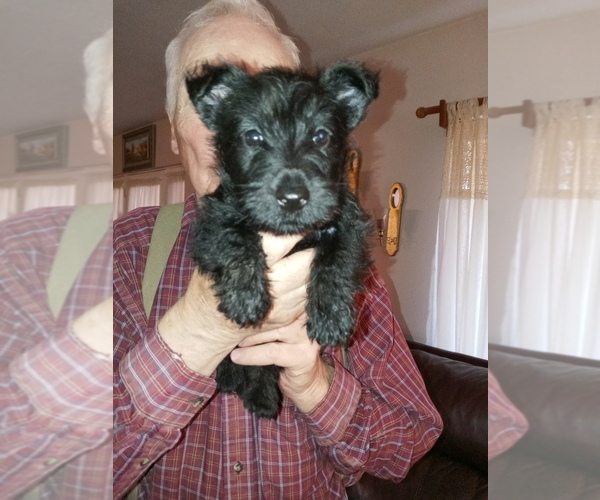 Medium Photo #2 Scottish Terrier Puppy For Sale in ALAMOGORDO, NM, USA
