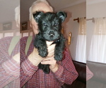 Small #1 Scottish Terrier