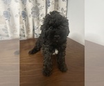 Small #21 Cockapoo