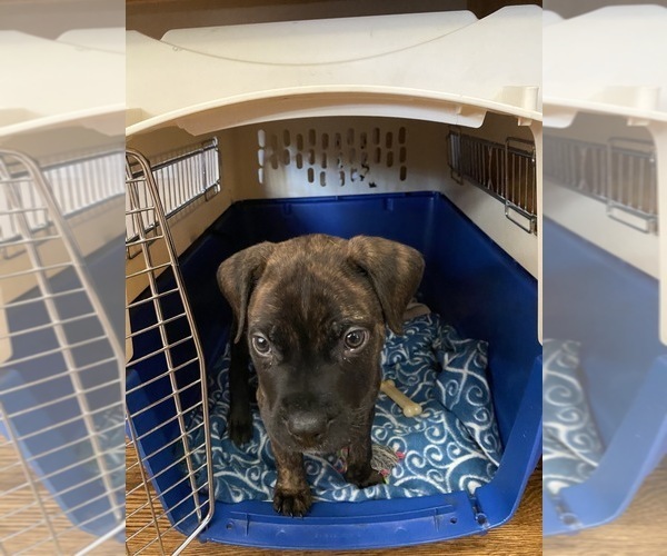Medium Photo #1 Bullmastiff Puppy For Sale in BRUNSWICK, GA, USA