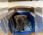 Small Photo #1 Bullmastiff Puppy For Sale in BRUNSWICK, GA, USA