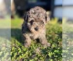 Small #13 Poodle (Toy)