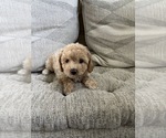 Puppy Poppy Bichpoo