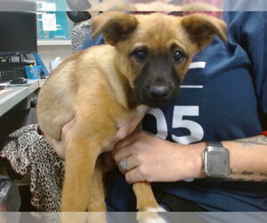 Anatolian Shepherd-Unknown Mix Dogs for adoption in Oklahoma City, OK, USA