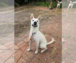 GURU - Male German Shepherd Dog-Unknown Mix Dog for Adoption - Photo #7