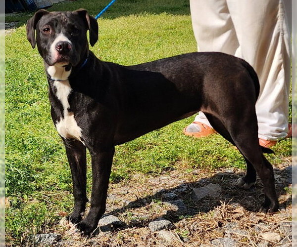 Medium Photo #10 Bulldog-Unknown Mix Puppy For Sale in Wetumpka, AL, USA