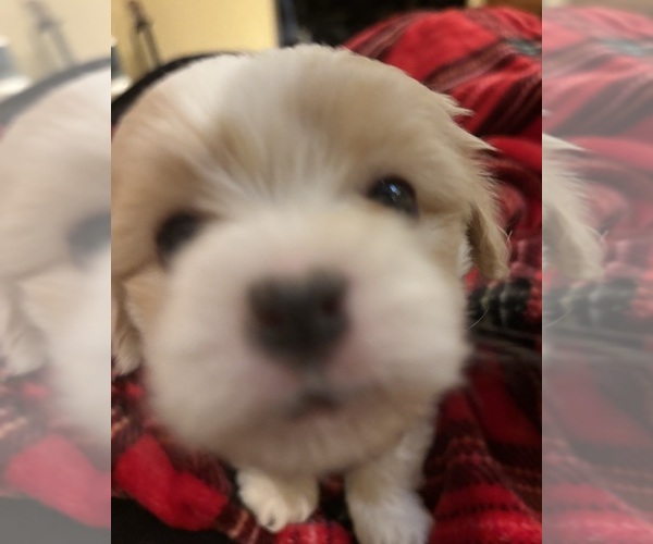 Medium Photo #3 Coton de Tulear Puppy For Sale in BIG RAPIDS, MI, USA