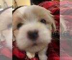 Small #2 Coton de Tulear