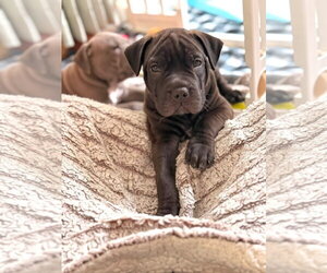 American Pit Bull Terrier-Unknown Mix Dogs for adoption in Germantown, OH, USA