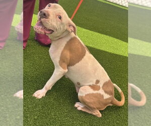 Mutt Dogs for adoption in Texas City, TX, USA