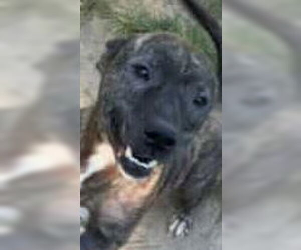 Medium Photo #1 Boxador Puppy For Sale in Orangeburg, SC, USA