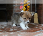 Small #14 Pembroke Welsh Corgi