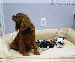 Mother of the Cavalier King Charles Spaniel puppies born on 02/05/2024
