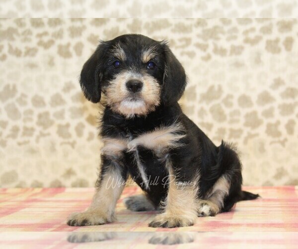 Medium Photo #1 King Schnauzer Puppy For Sale in DENVER, PA, USA