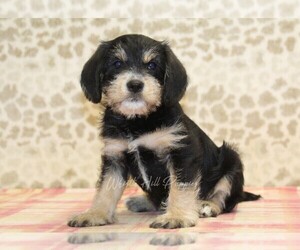King Schnauzer Puppy for Sale in DENVER, Pennsylvania USA