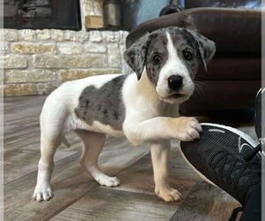 Anatolian Shepherd-Unknown Mix Dogs for adoption in Dallas, TX, USA