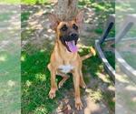 Small #1 German Shepherd Dog Mix