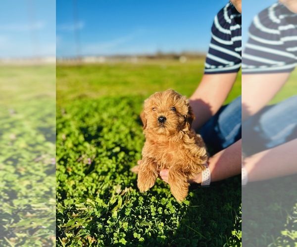 Medium Photo #2 Australian Labradoodle Puppy For Sale in BELLMEAD, TX, USA