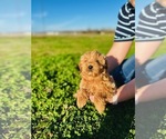 Small Photo #2 Australian Labradoodle Puppy For Sale in BELLMEAD, TX, USA
