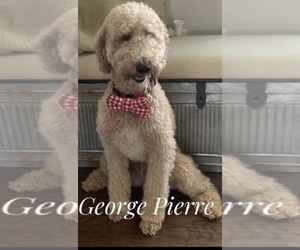 Father of the Goldendoodle puppies born on 09/06/2021