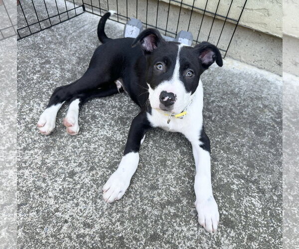 Medium Photo #3 American Pit Bull Terrier-Unknown Mix Puppy For Sale in Berkeley, CA, USA
