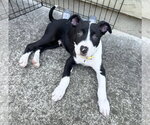 Small #2 American Pit Bull Terrier Mix